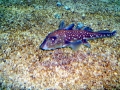 Chimaera