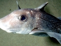 Chimaera