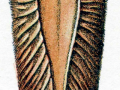 Chimaera