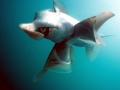 Chimaera