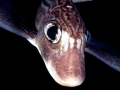 Chimaera