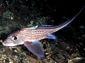 Chimaera