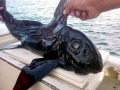 Chimaera