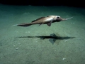 Chimaera
