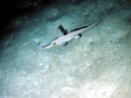 Chimaera