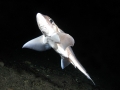 Chimaera