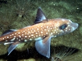 Chimaera