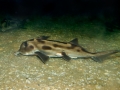 Chimaera