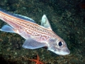 Chimaera