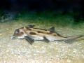 Chimaera