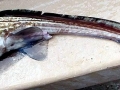 Chimaera