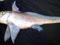 Chimaera