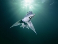 Chimaera