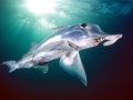 Chimaera