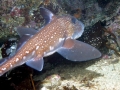 Chimaera