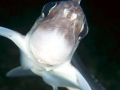 Chimaera