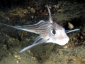 Chimaera