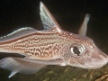 Chimaera