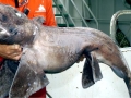 Chimaera