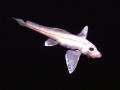 Chimaera