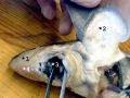 Chimaera