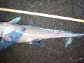 Chimaera
