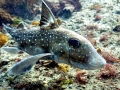 Chimaera