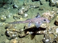 Chimaera
