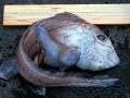 Chimaera