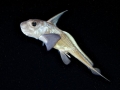 Chimaera