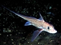 Chimaera