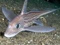Chimaera