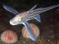 Chimaera