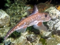 Chimaera