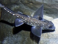 Chimaera