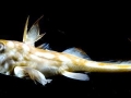 Chimaera