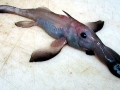 Chimaera