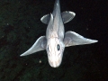 Chimaera
