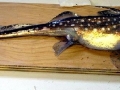 Chimaera