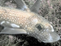 Chimaera