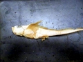 Chimaera