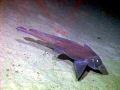 Chimaera