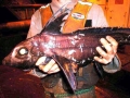 Chimaera