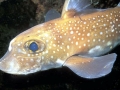 Chimaera