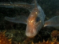 Chimaera