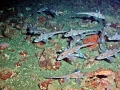 Chimaera