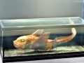 Chimaera