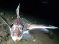 Chimaera
