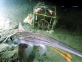 Chimaera