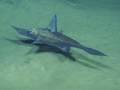 Chimaera